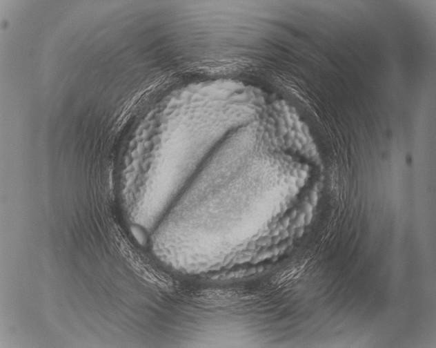 X0000052980733200507291551