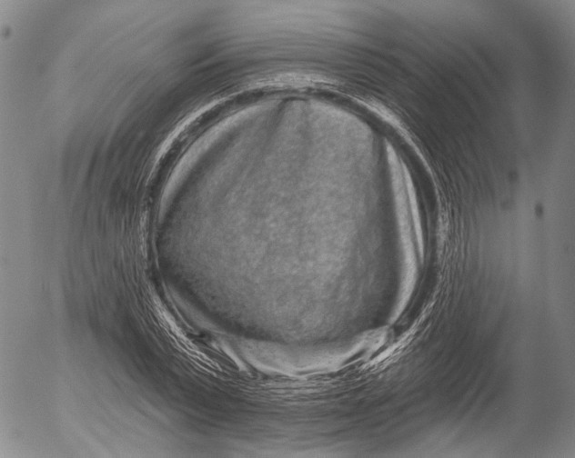 X0000052980783200507291550