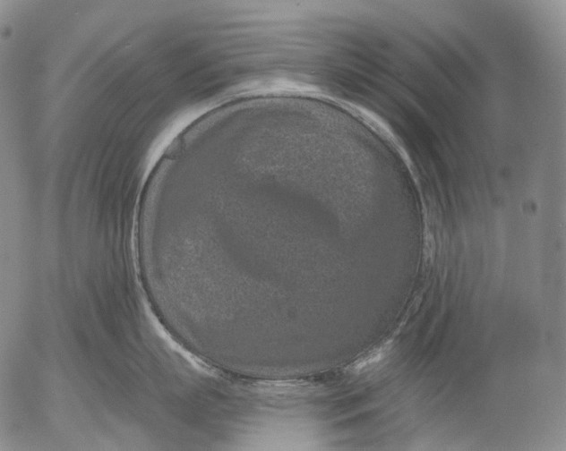 X0000052980863200507291550