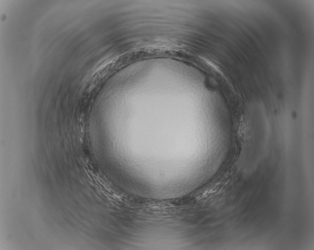 X0000052981015200507291546