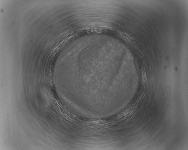 X0000052981060200507291546