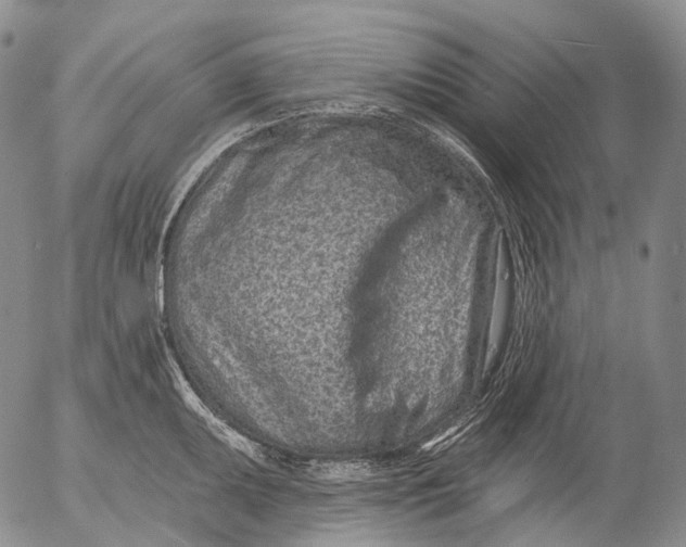 X0000052981095200507291545