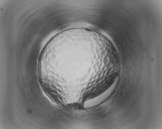 X0000052981103200507291545