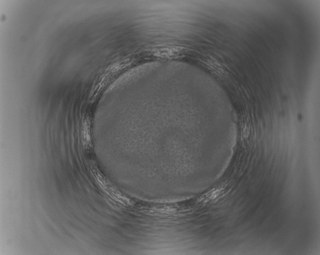 X0000052981106200507291544