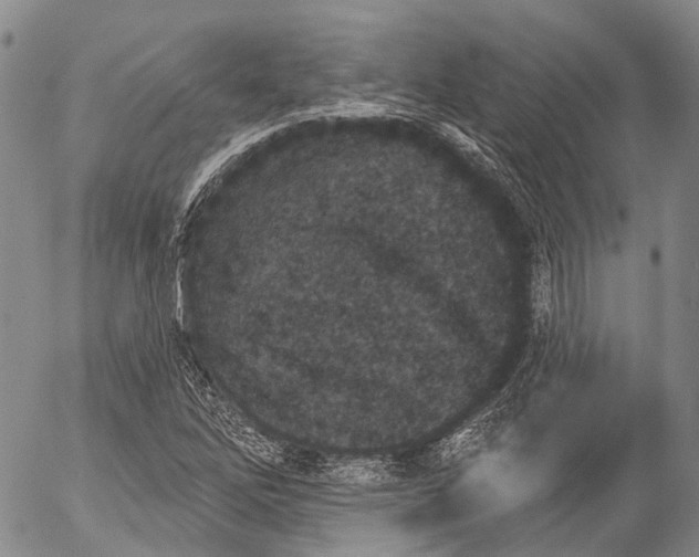 X0000052981262200507291542