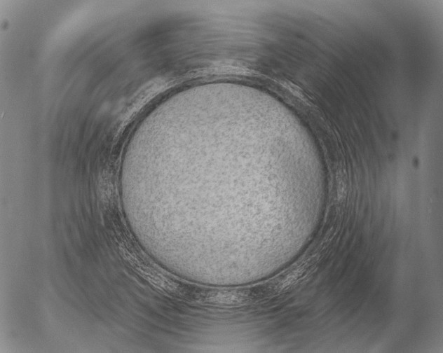 X0000052981266200507291542