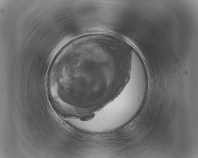 X0000052981291200507291542