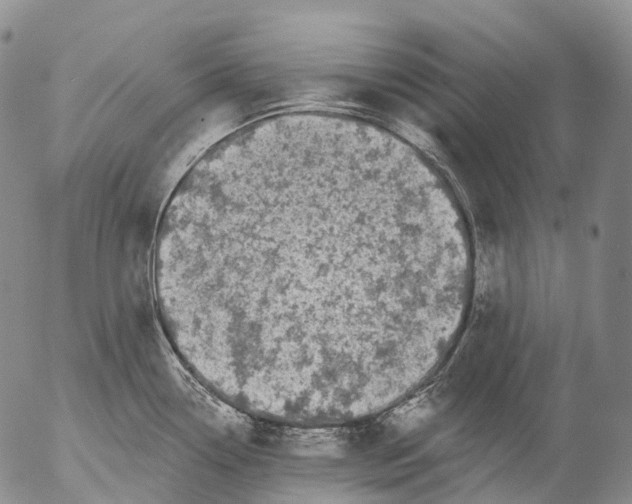 X0000052981338200507291542