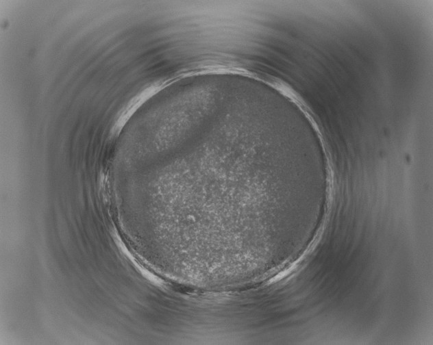 X0000052981385200507291540