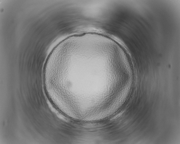 X0000052981439200507291540