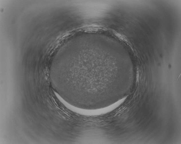 X0000052981445200507291539