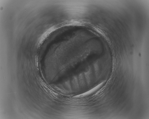 X0000052981455200507291539