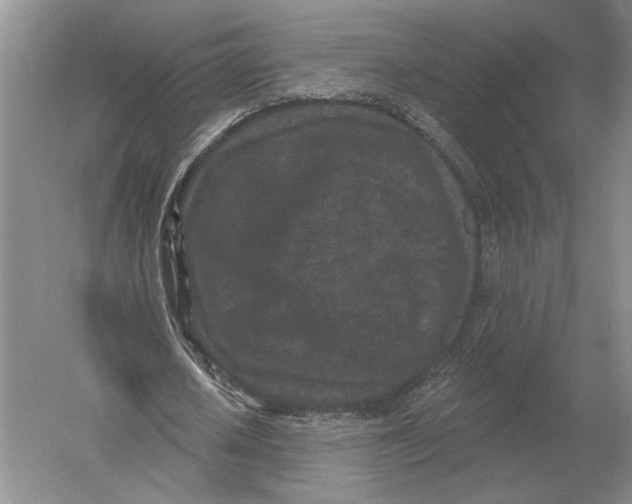 X0000052980626200508051042