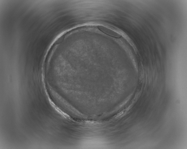 X0000052980958200508051037