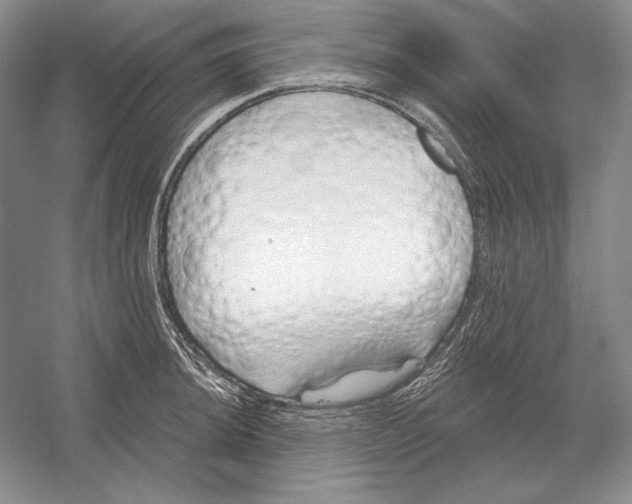 X0000052981044200508051036