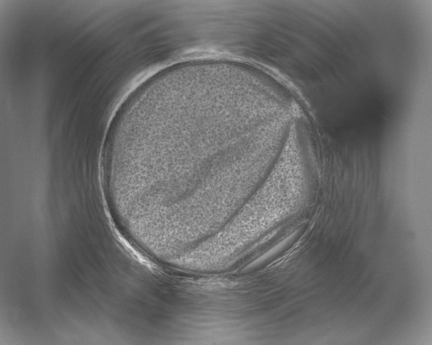 X0000052981239200508051032