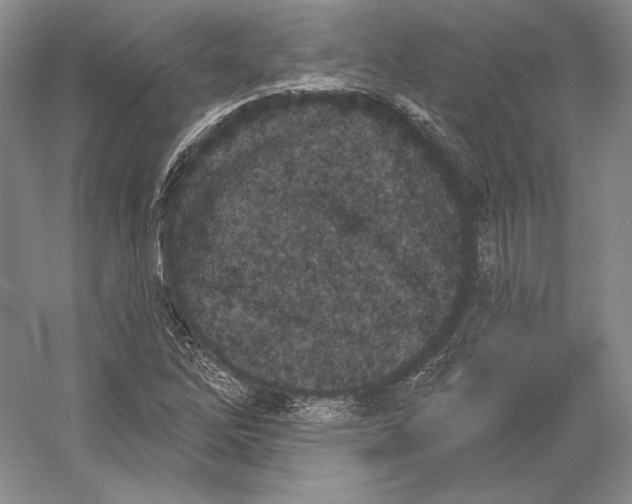 X0000052981262200508051031