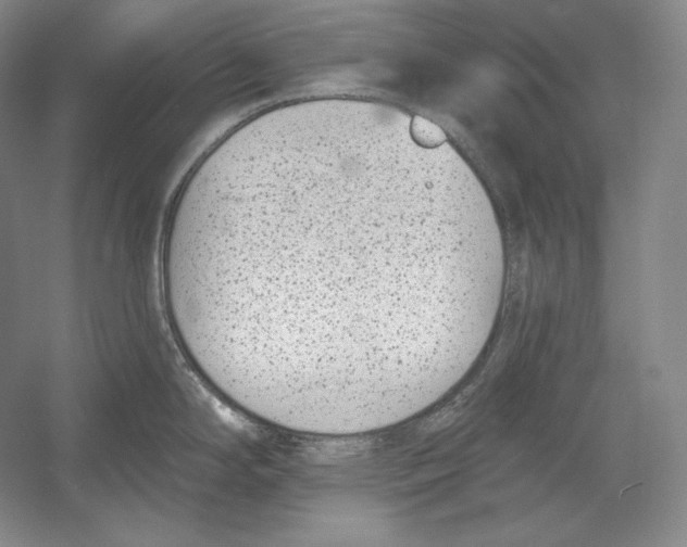 X0000052981294200508051031