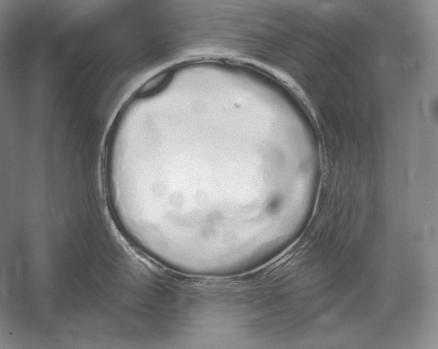 X0000052981295200508051031