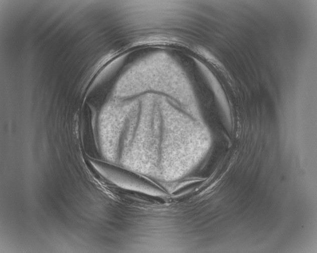 X0000052981329200508051031