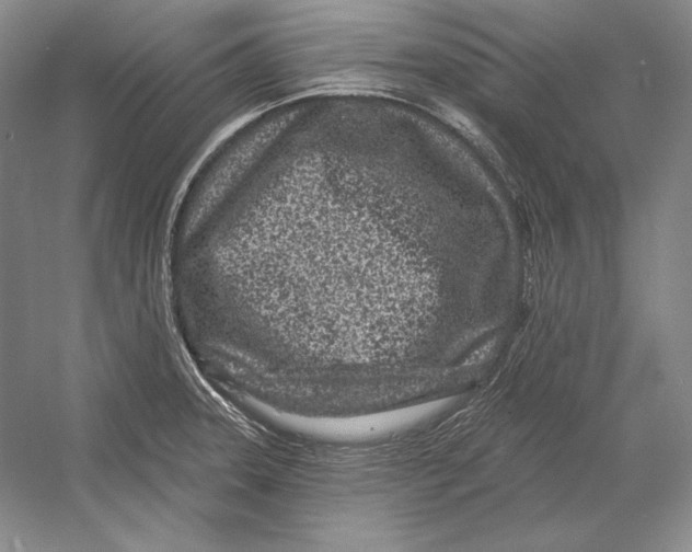 X0000052981331200508051031