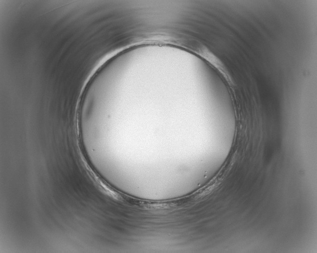 X0000052981436200508051029