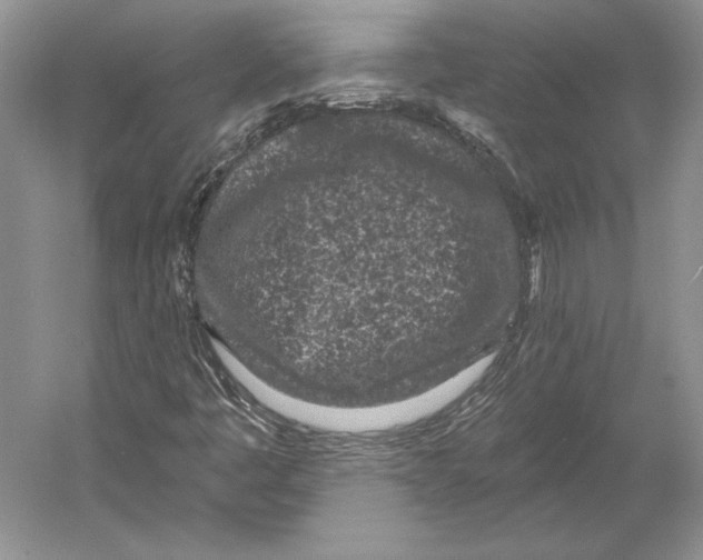 X0000052981445200508051028