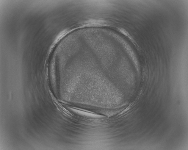 X0000052981459200508051028