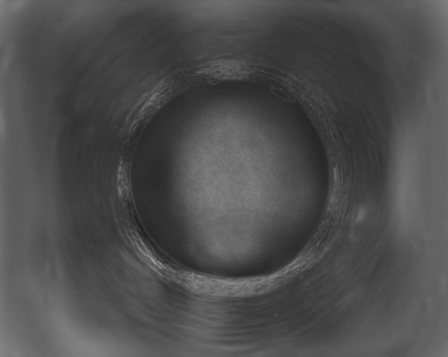 X0000052990048200507081200
