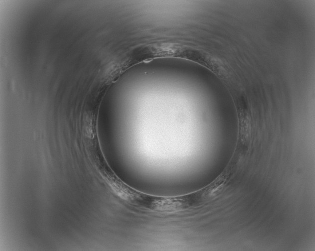 X0000052990331200507151901