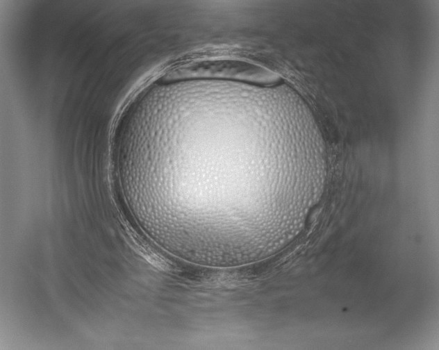 X0000052990293200507221228