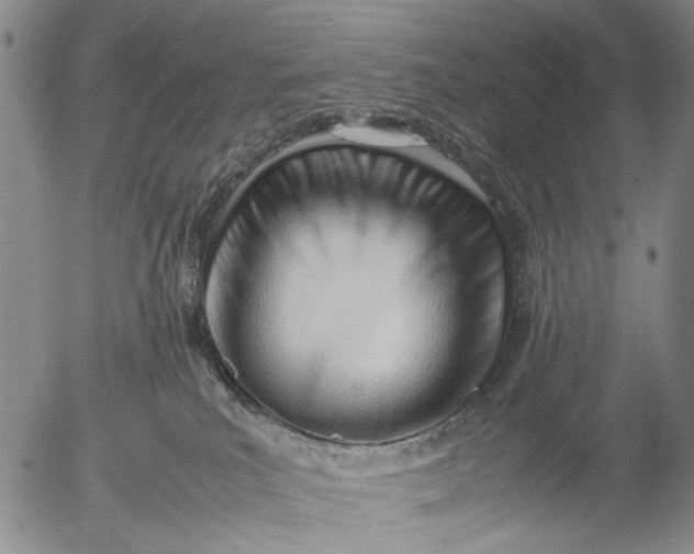 X0000052990039200507291628