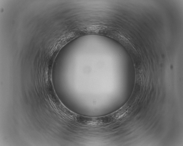 X0000052990504200507291620