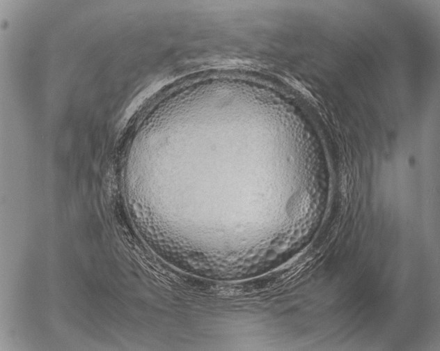 X0000052991263200507291608