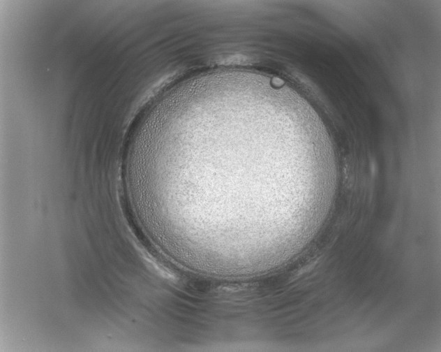 X0000052990725200508051107