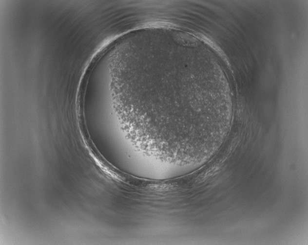 X0000052991037200508051102