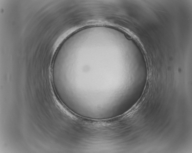 X0000053001239200507291634