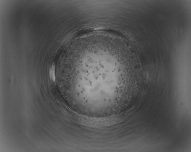 X0000053010046200507081311
