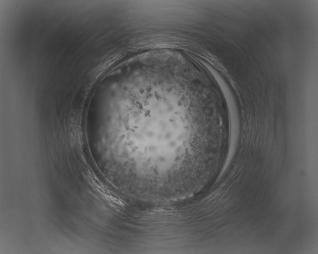 X0000053010386200507081305