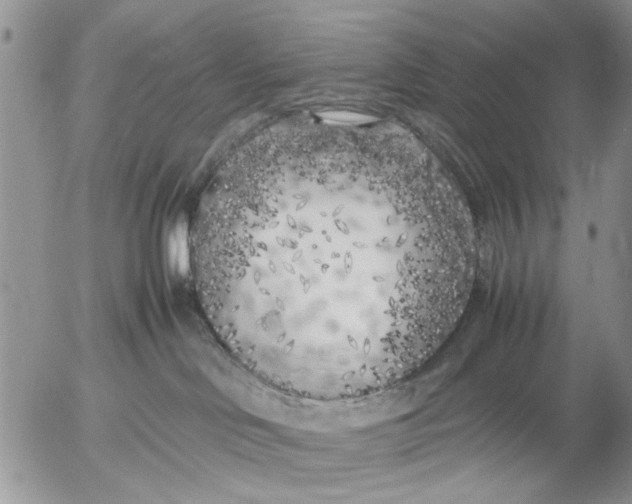 X0000053010046200507291719