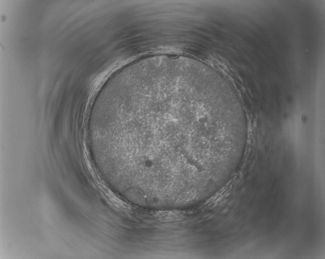 X0000053010145200507291716