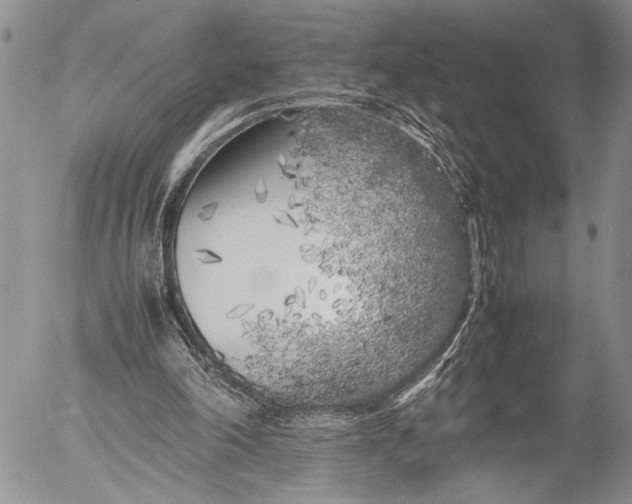 X0000053010198200507291716