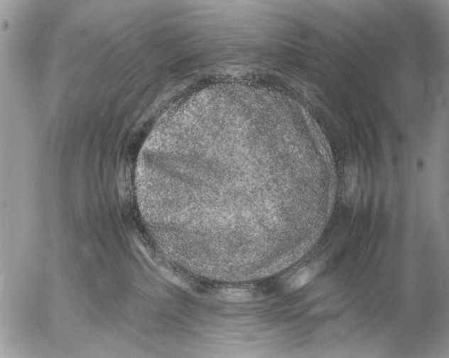 X0000053010236200507291716