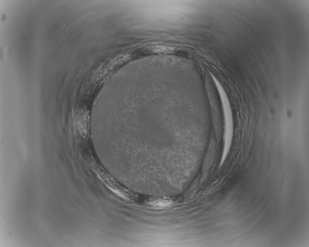 X0000053010325200507291714