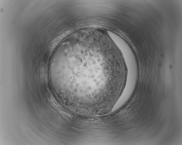 X0000053010386200507291713