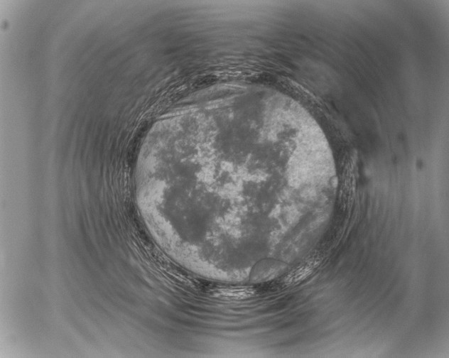 X0000053010659200507291709