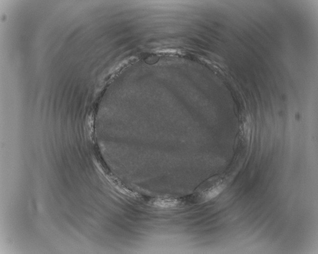 X0000053010767200507291708