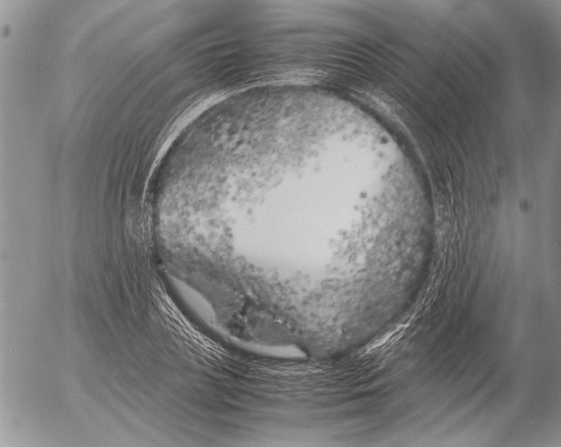 X0000053010835200507291705