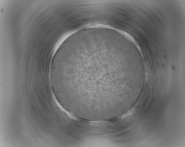 X0000053010863200507291706