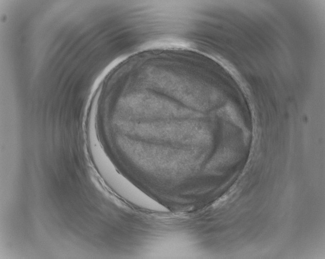 X0000053010864200507291706